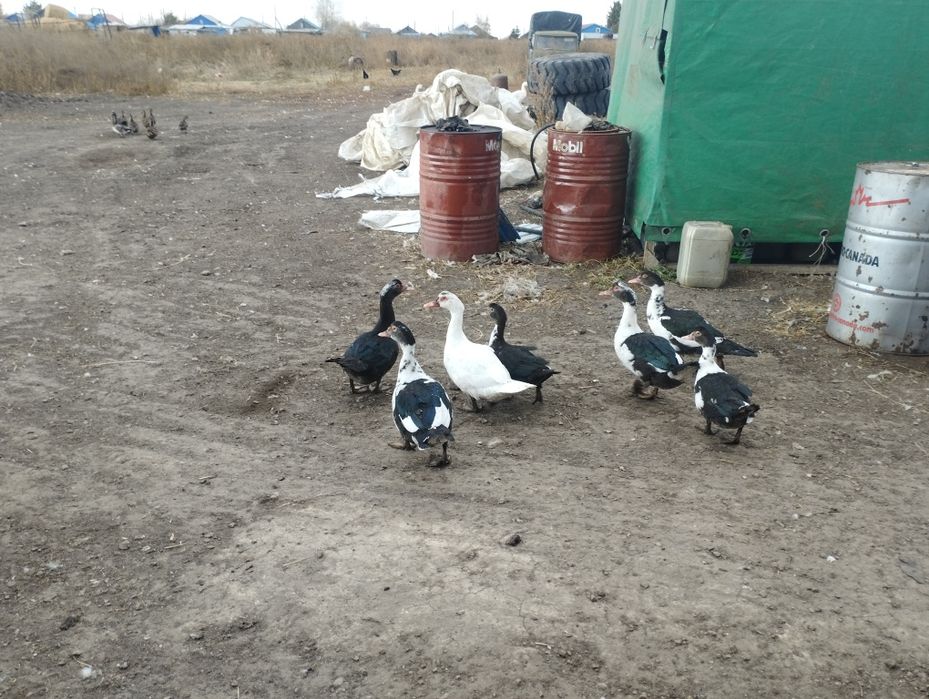 Продам индоуток .