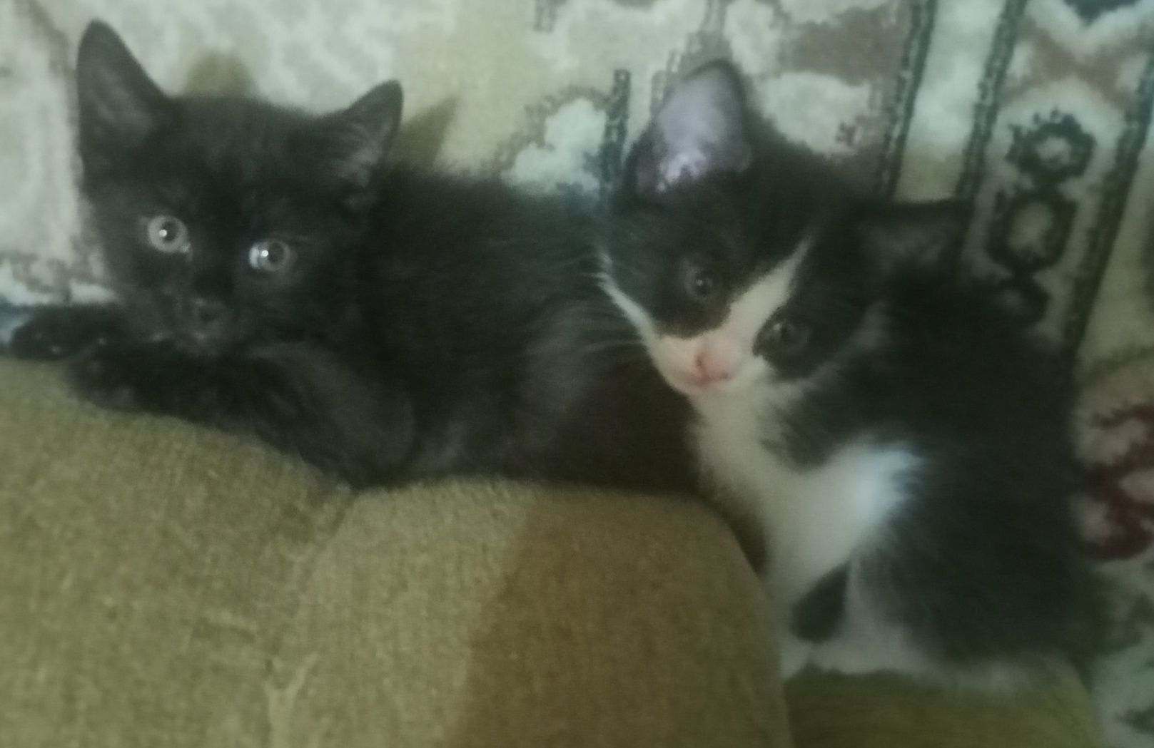 Котята ( прочтите сами и передайте своим знакомым)
