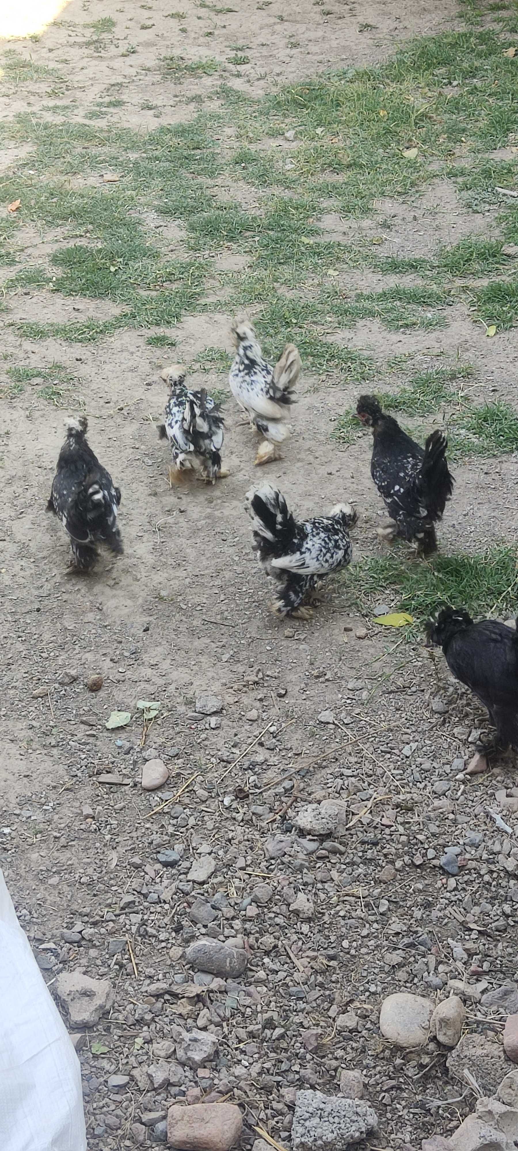 Yapon tovuqlar sotiladi hammasi tuhumda