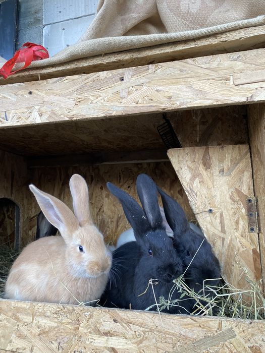 Iepurași de vânzare