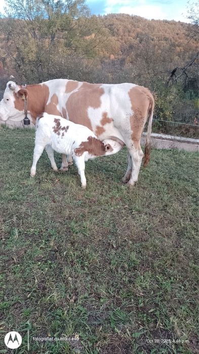 Vand vaca cu vitea - Baltata Romaneasca