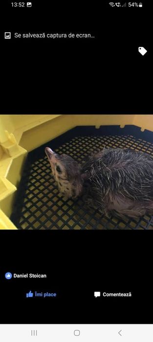 Ouă de STRUȚ pentru incubat