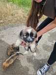 Donez pui de cățeluși găsiți, abandonați