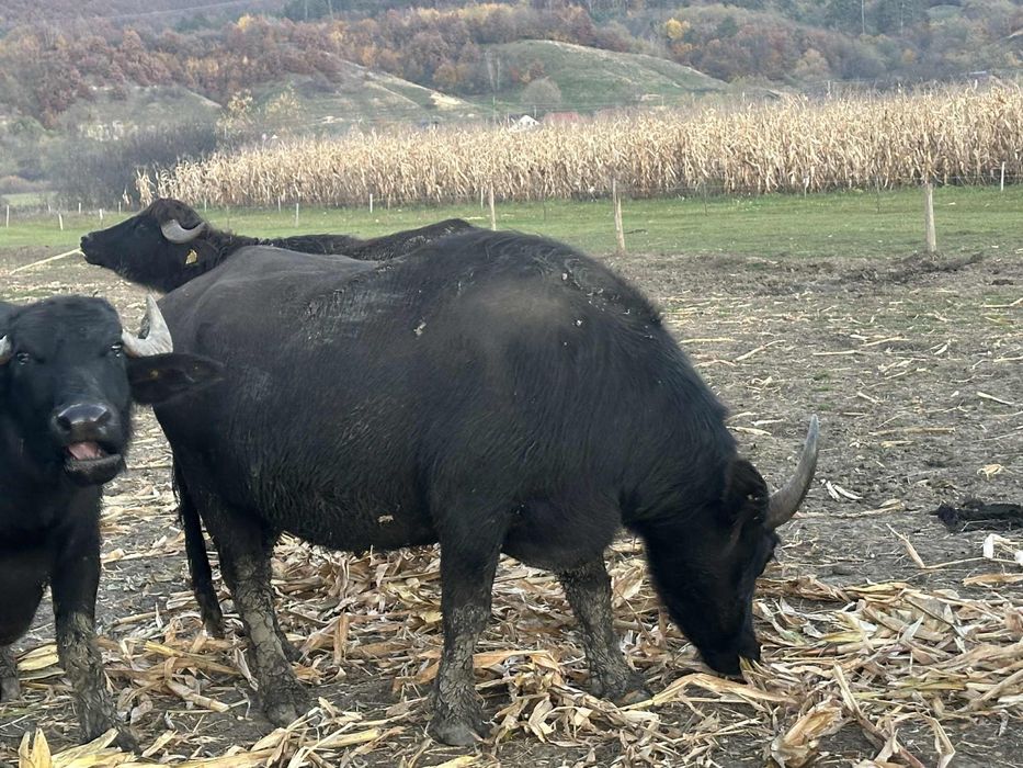 Vand Bivolite Gestante si vitei