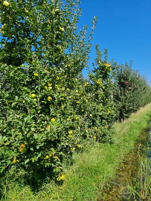 Mere livadă proprie calitatea I