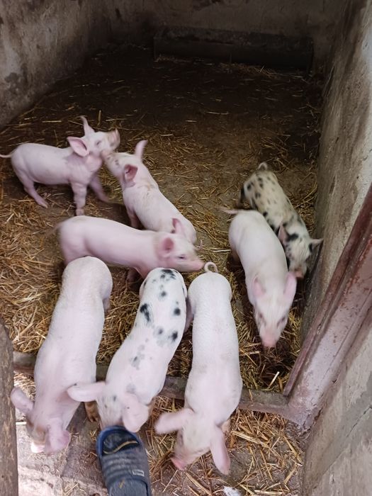 Păsări de obor Crescute natural