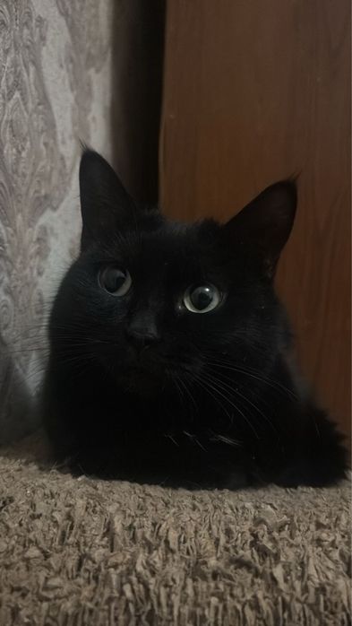 Девочка 1 год! Стерильна! В отвественные руки