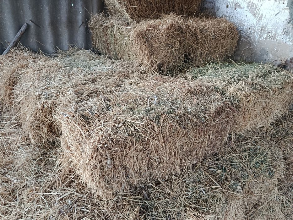 Клевер люцерна продам