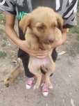 Catei de 2 luni jumate-spre adopție talie medie