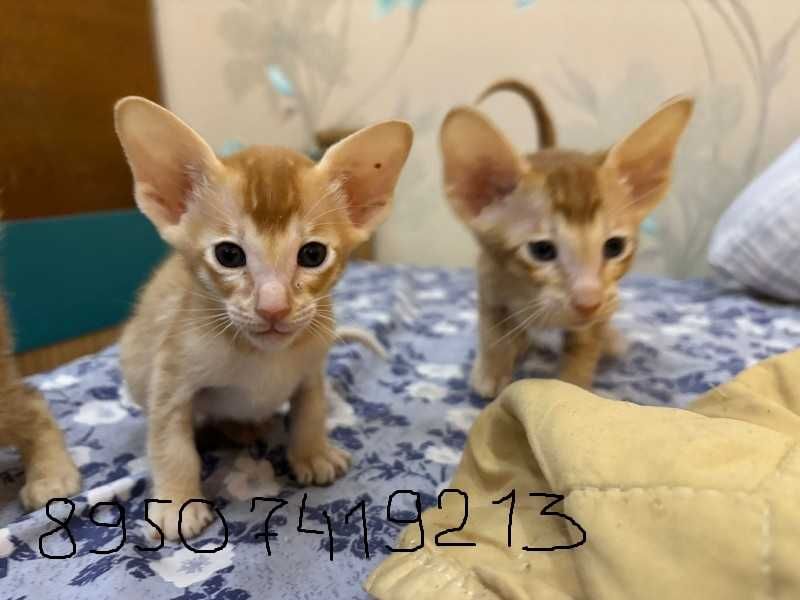 Продам котят Ориеталы