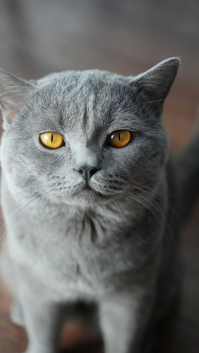 Британска късокосместа