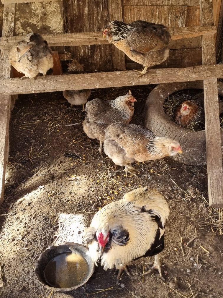 Oua ptr incubat araucana ,marans ,mii de flori ,gaste africane
