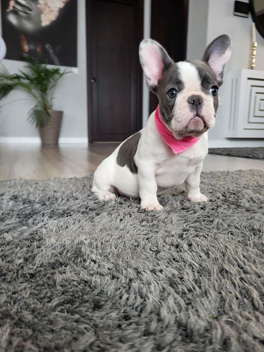 Bulldog francez blue pied