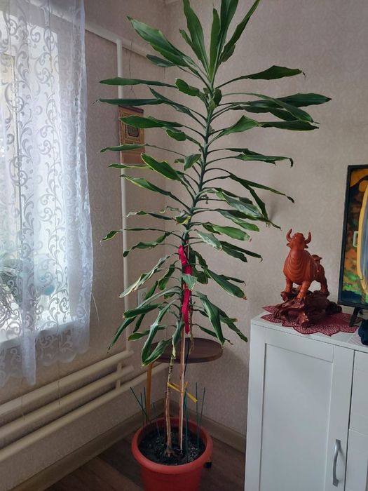 Продам драцена душистая высота выше 2м