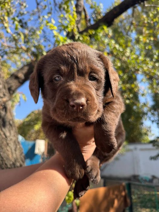 Продажа щенков лабрадора