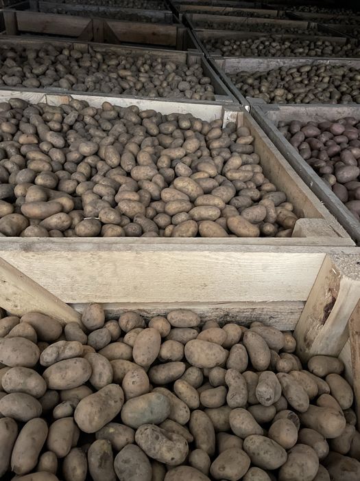 Cartofi samanta diferite soiuri