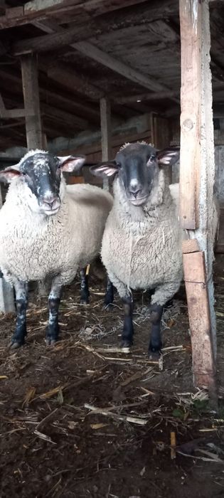 Vând oi tinere metis sufolk . Preț 6000 ron . Posibil gestante
