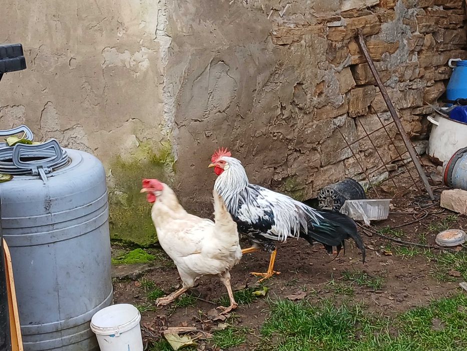 Vând cocoş Italian argintiu 4 luni