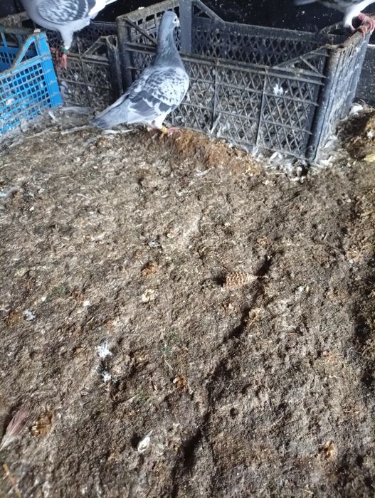 De vânzare porumbel.