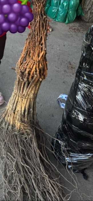 Butași de vie halloween