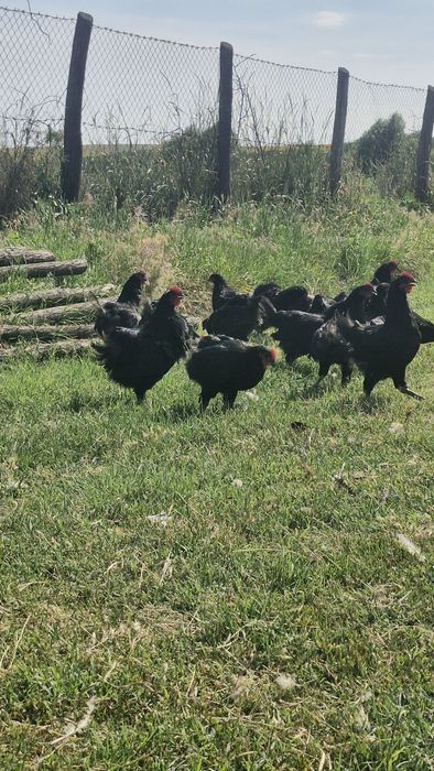 Ouă pentru incubat și pui