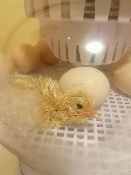 Incubator cu întoarcere automata