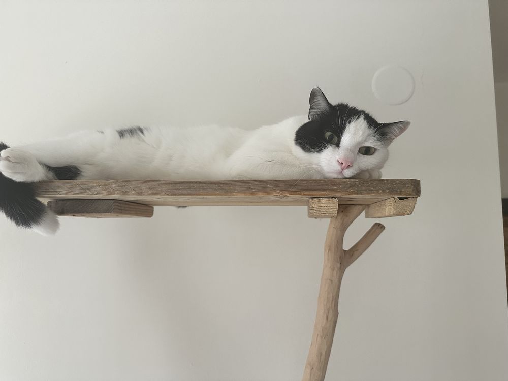 Коте 5г търси дом
