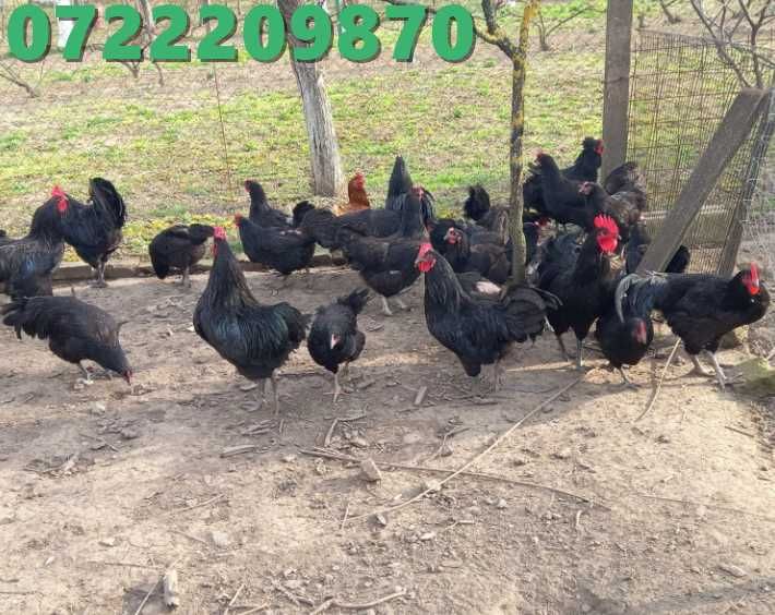 oua pentru incubat rasa australorp /oua australorp /australorp