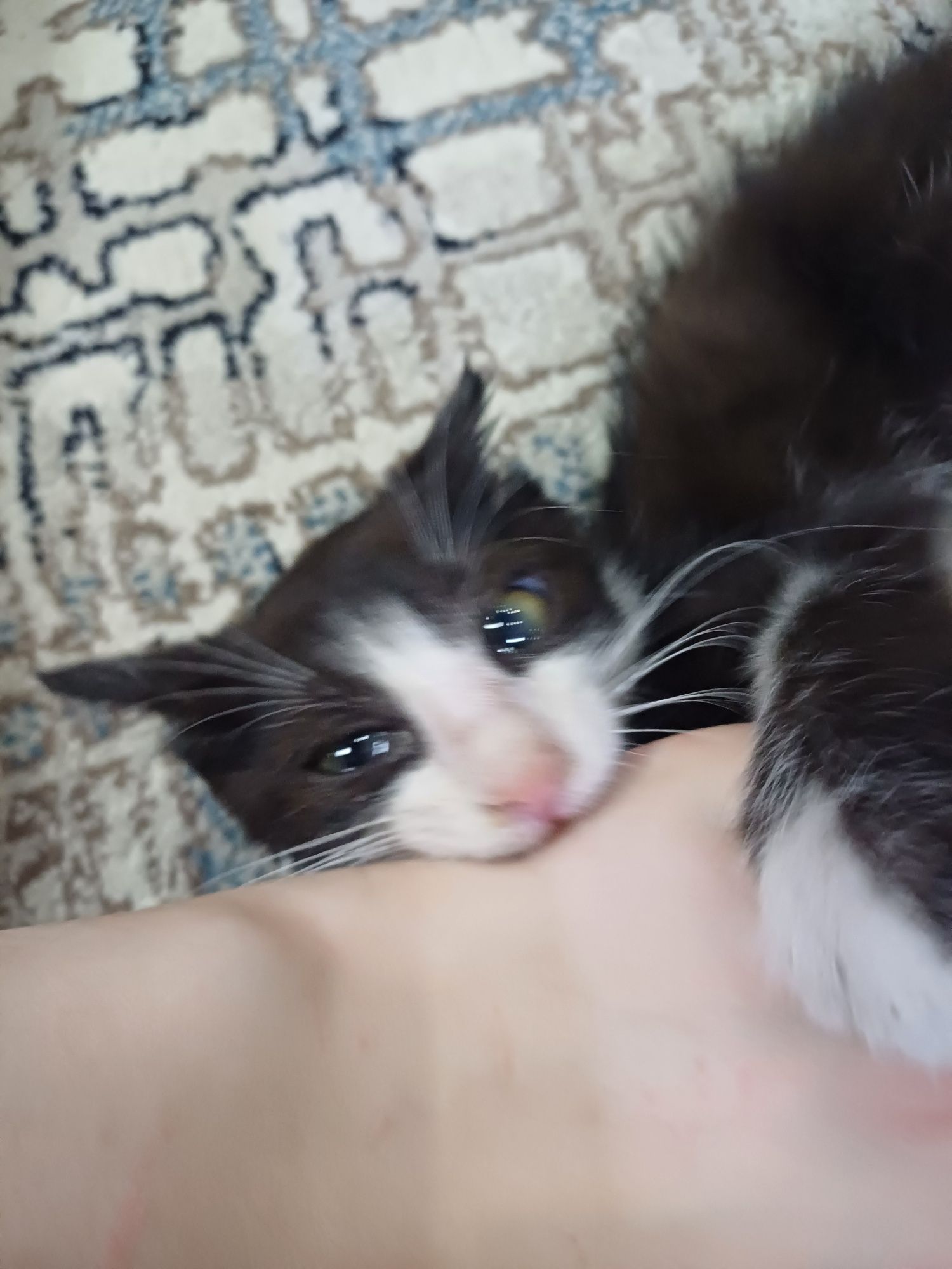 Котёнок в добрые и ответсвенные руки