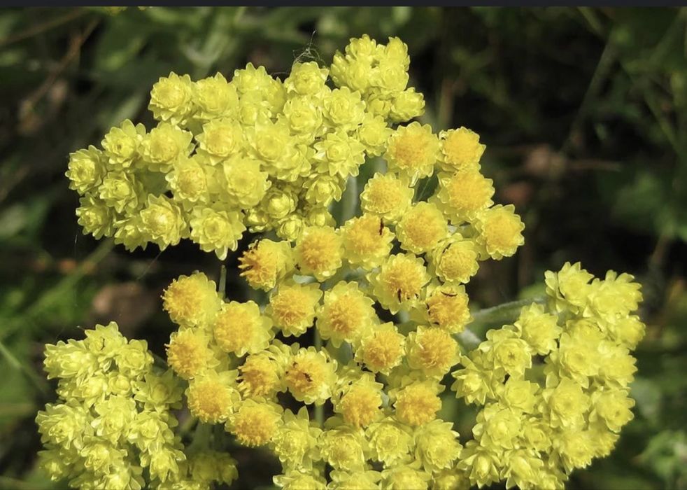 Травы Бессмертника