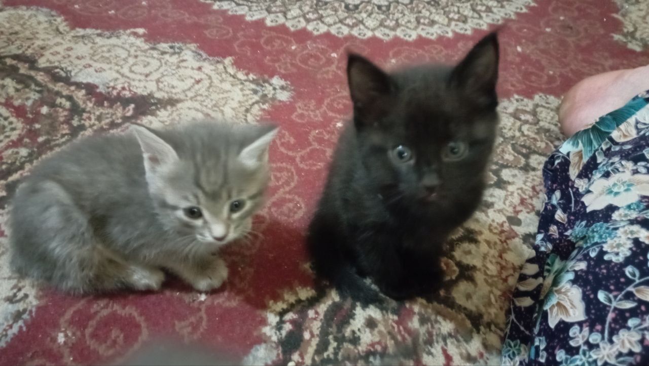 Котята, отдам в хорошие руки