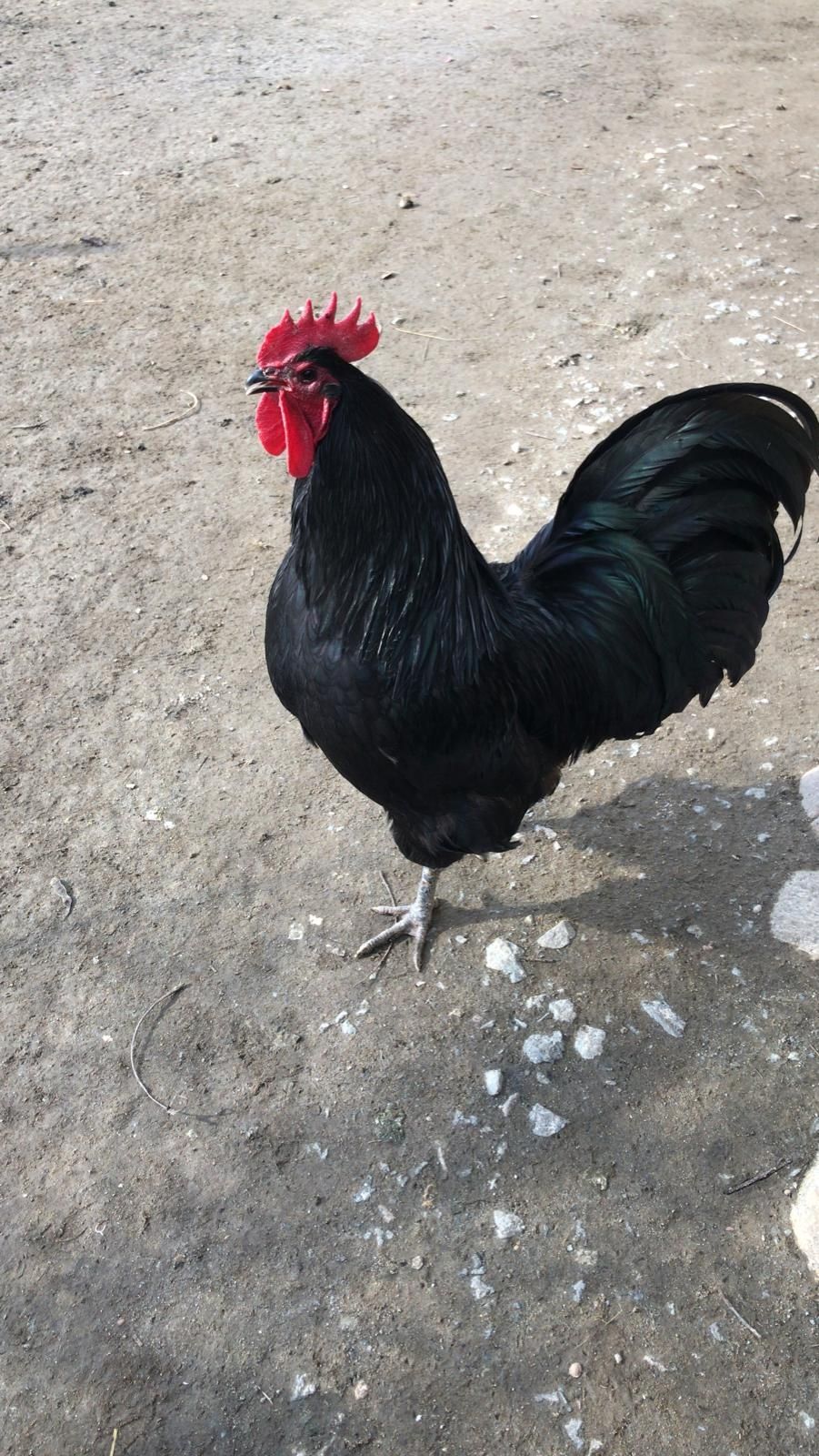 Cocos    australorp