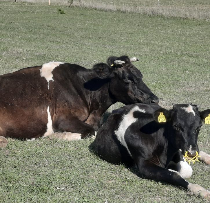 Vând vacă cu vițel