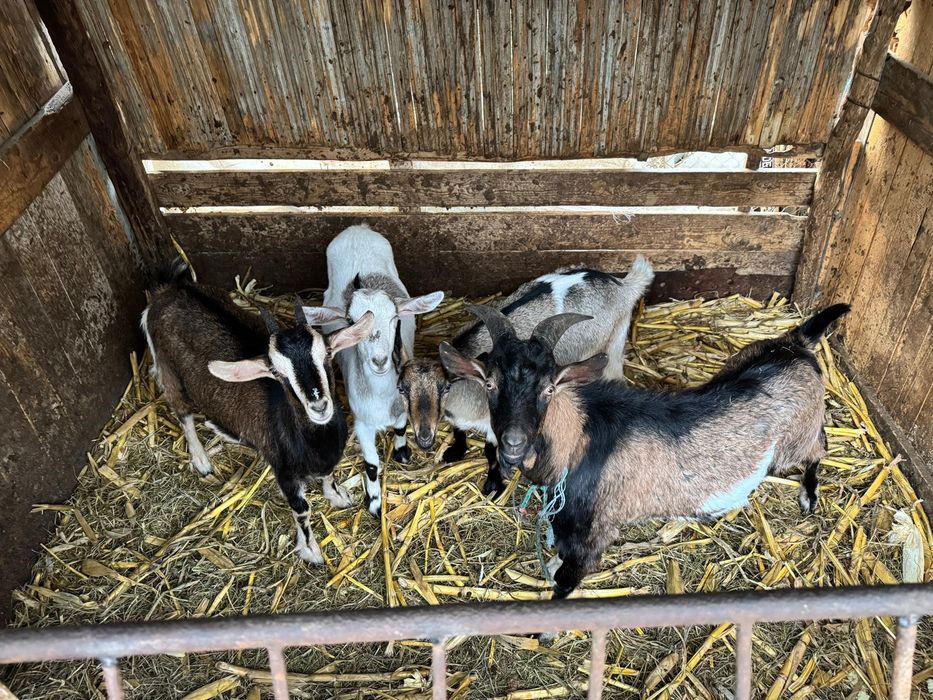 Vând capre și iezi