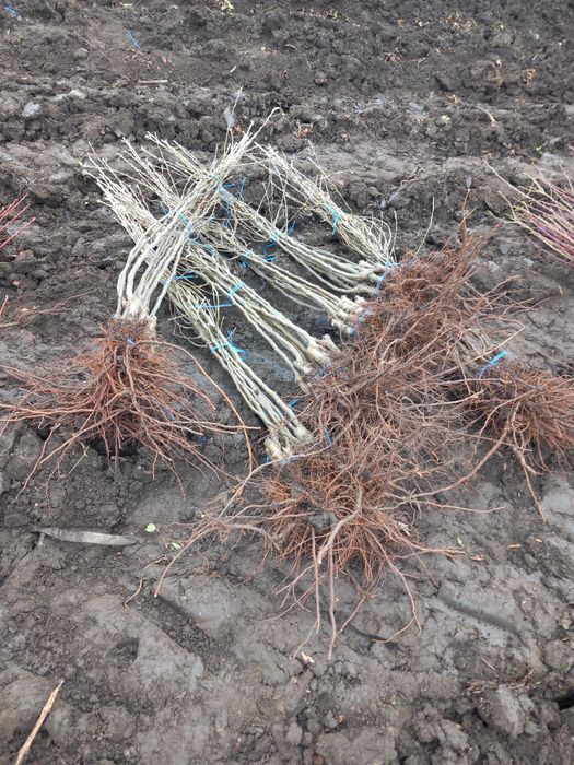 Vând Pomi fructiferi altoiți