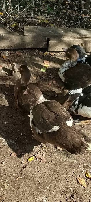 Продавам нями патета