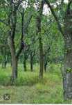 Teren 5400 mp cu livadă și pădure – Dumitrești, Vrancea