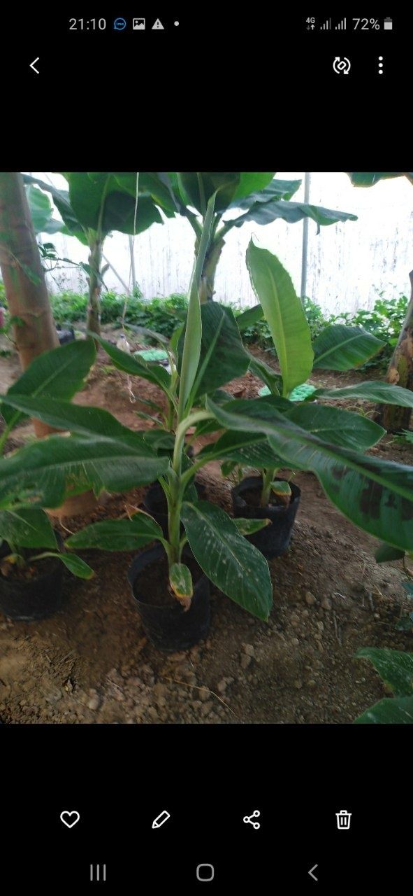 Banan papaya ko'chat sotiladi