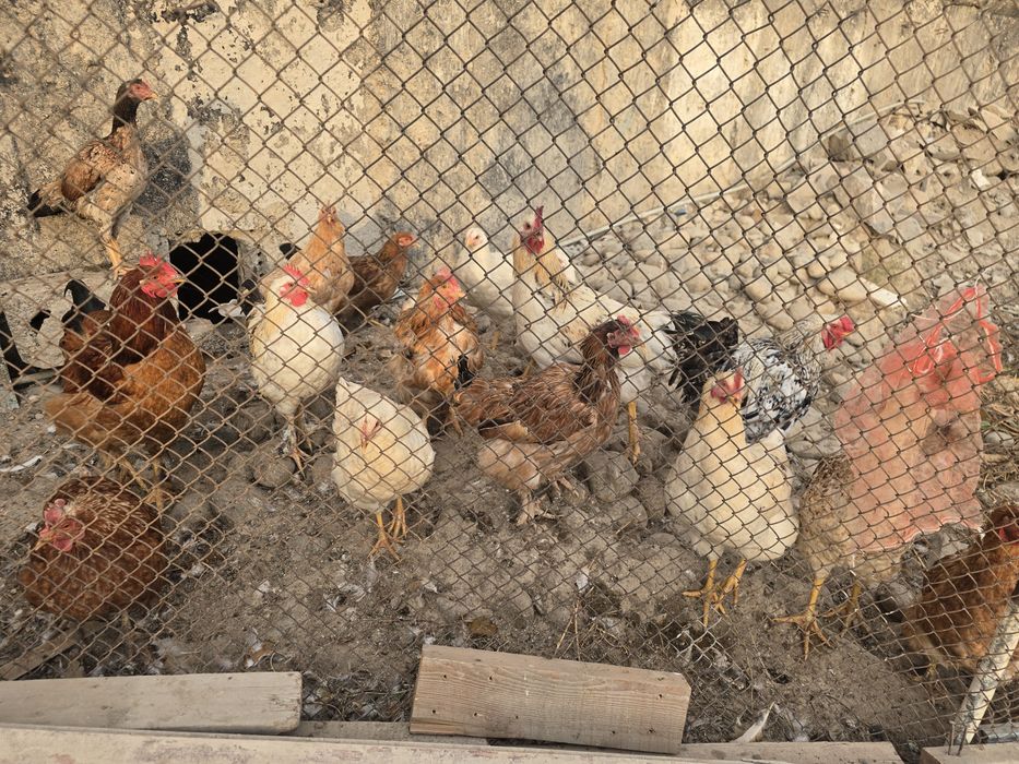 Продам Куры и петушки