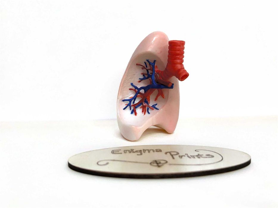 Plămân anatomic 3D