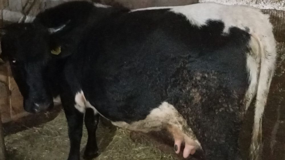 Vând vacă tânără bună de ținut