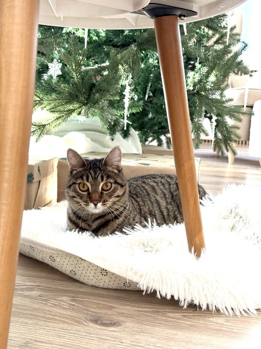 Котик ищет семью