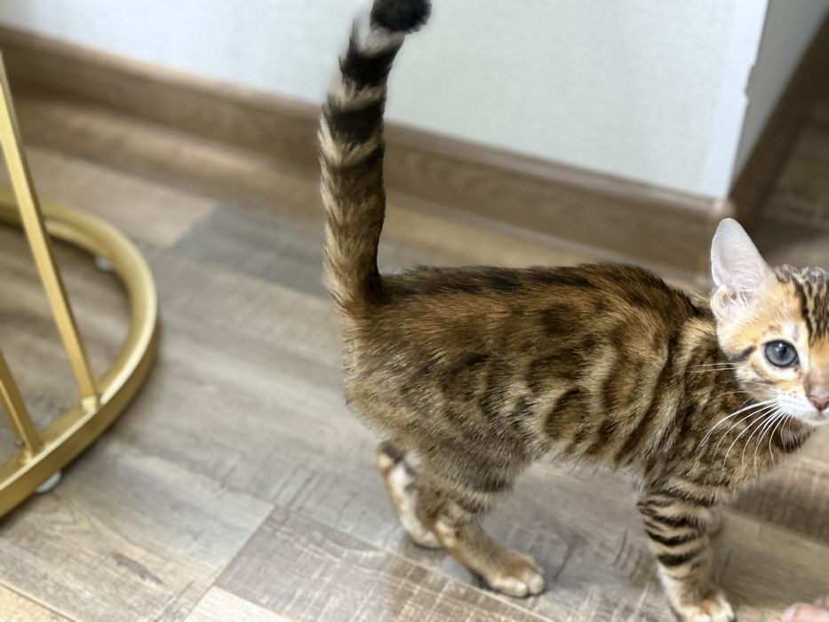 Продается бенгальский котенок