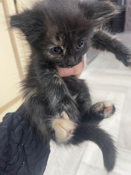 Отдам котят в добрые и заботливые руки