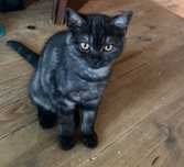 Black Tabby черно табби