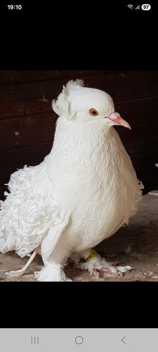 Porumbei creți francezi