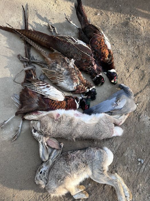 Yovvoyi o’rdak fazan tustovuq quyon go’shtlari. Дич. Dich