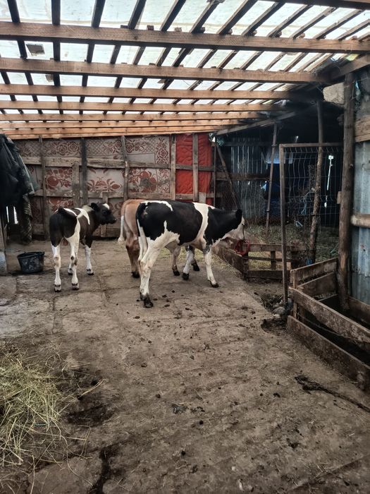 Vand 3 Tăurași  foarte frumoși!