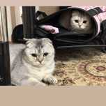 Mushuklar 2ta. Zoti Scottish fold.