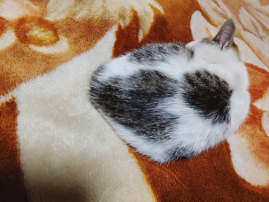 Aqlli va quvnoq mushukcha